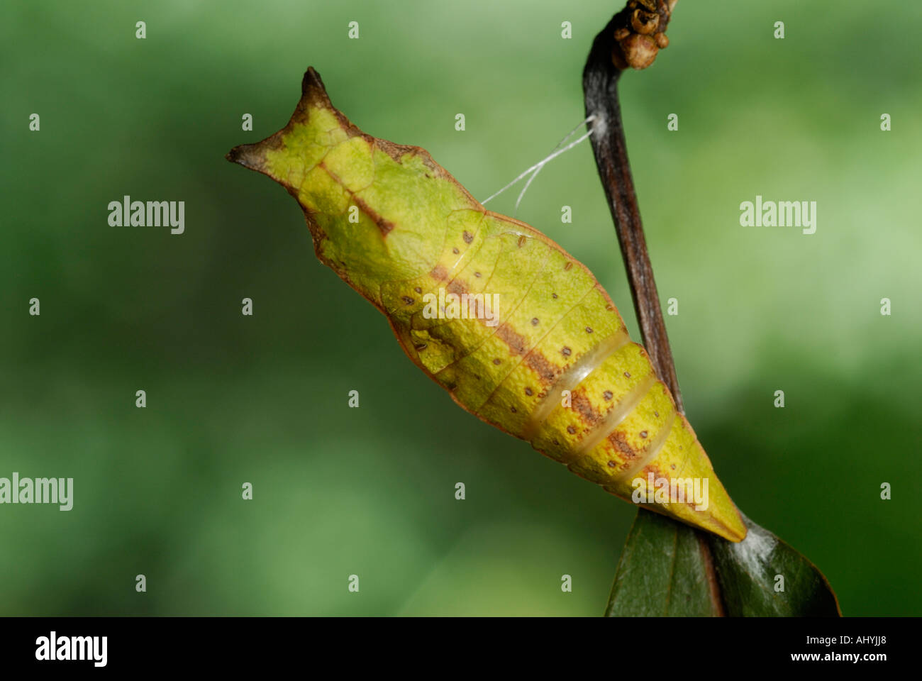 Spicebush a coda di rondine, Papilio troiolo, crisalide pupa Foto Stock