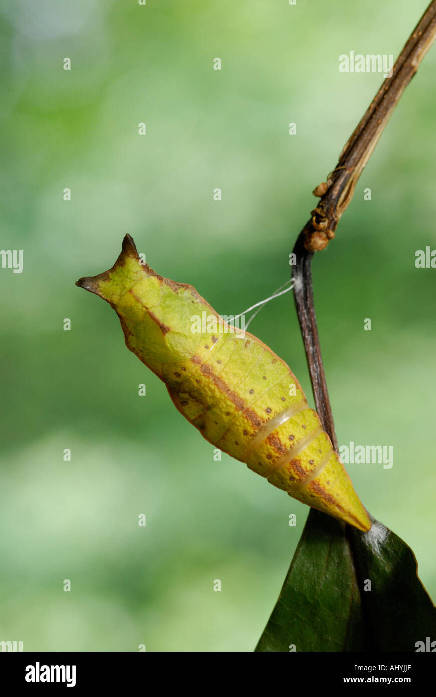 Spicebush a coda di rondine, Papilio troiolo, crisalide pupa Foto Stock