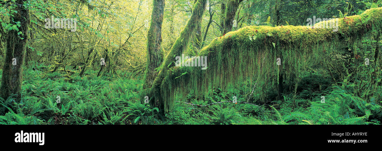 Vecchia Foresta a Washington s Olympic National Forest Foto Stock