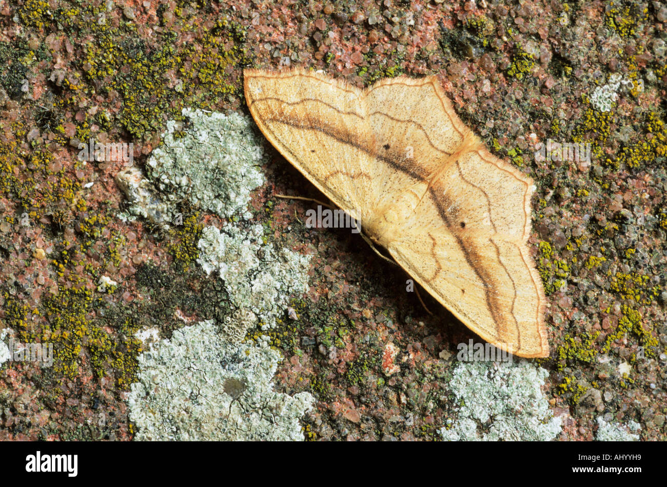 Piccola vena di sangue Moth Scopula imitaria Essex REGNO UNITO AL000024 Foto Stock