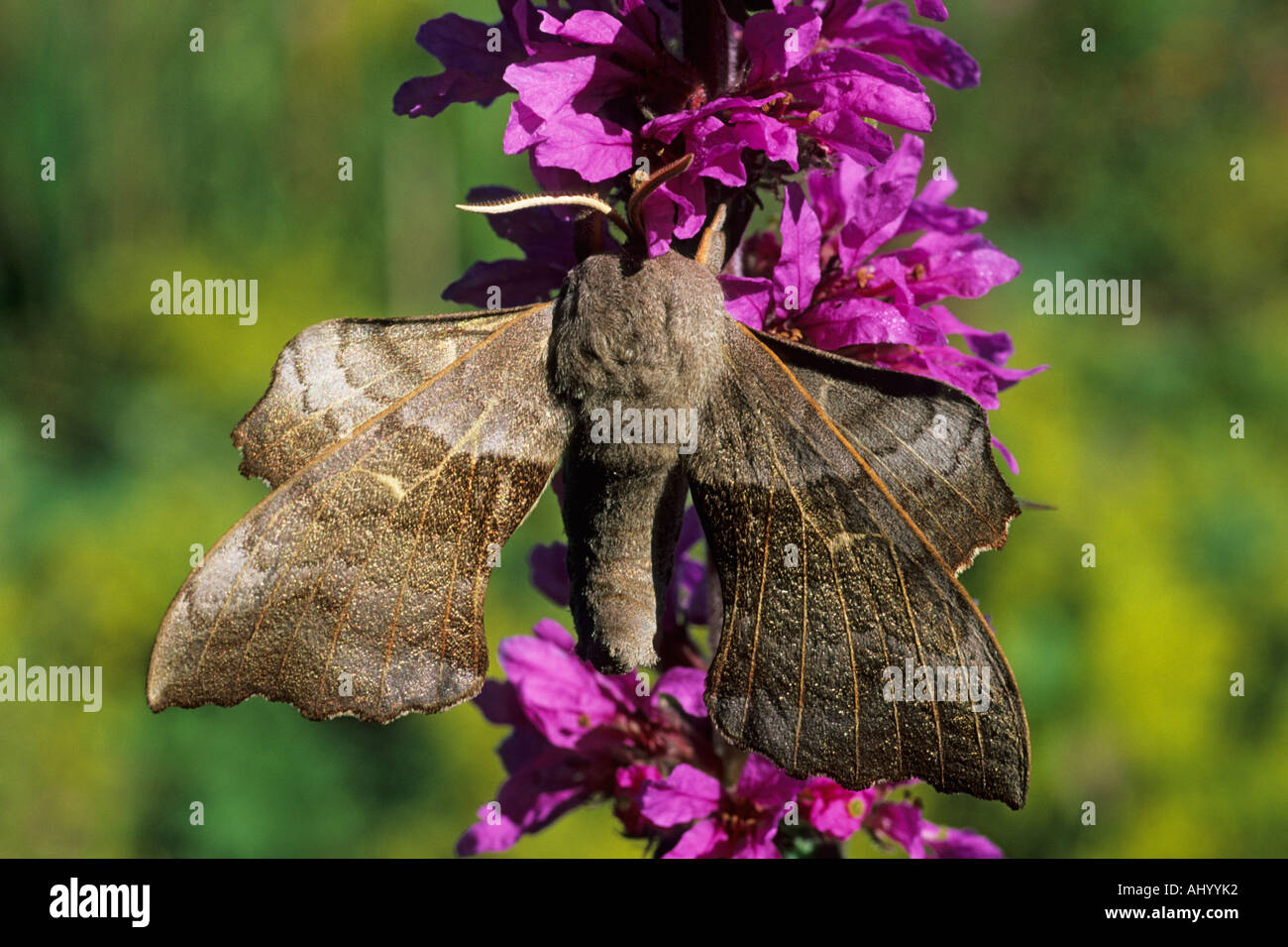 Il PIOPPO Hawk Moth Laothoe populi Essex REGNO UNITO AL000243 Foto Stock