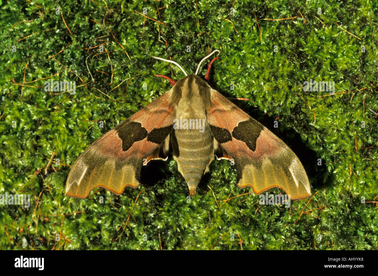 Lime Hawk Moth Mimas tiliae Essex REGNO UNITO AL000247 Foto Stock