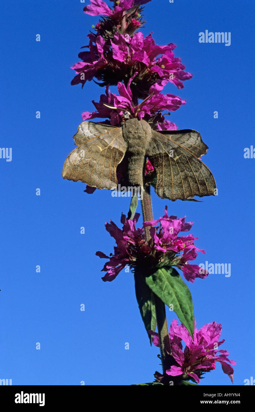 Il PIOPPO Hawk Moth Laothoe populi Essex REGNO UNITO AL000252 Foto Stock