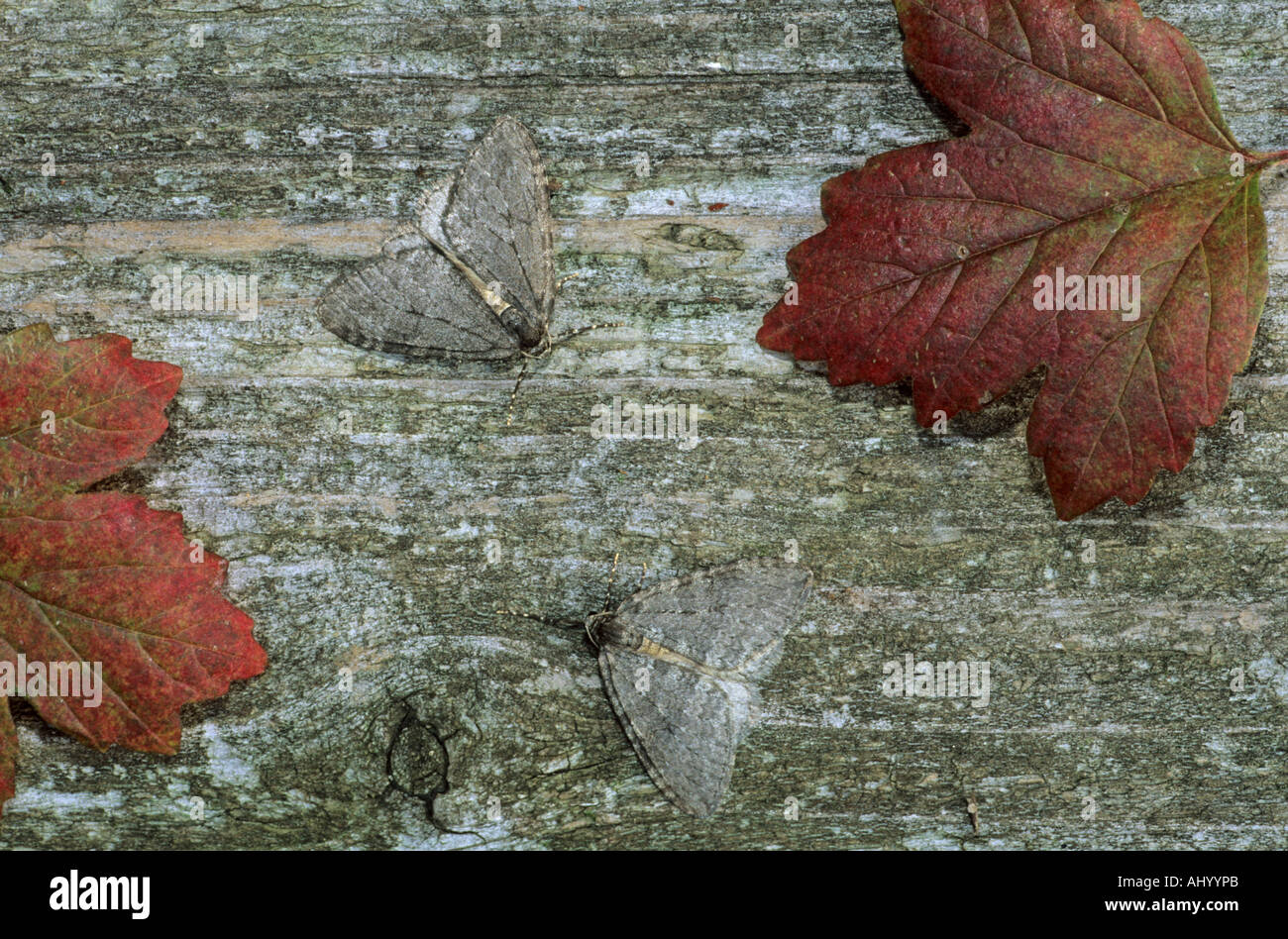 Novembre Moth Epirrita dilutata Essex REGNO UNITO AL000258 Foto Stock