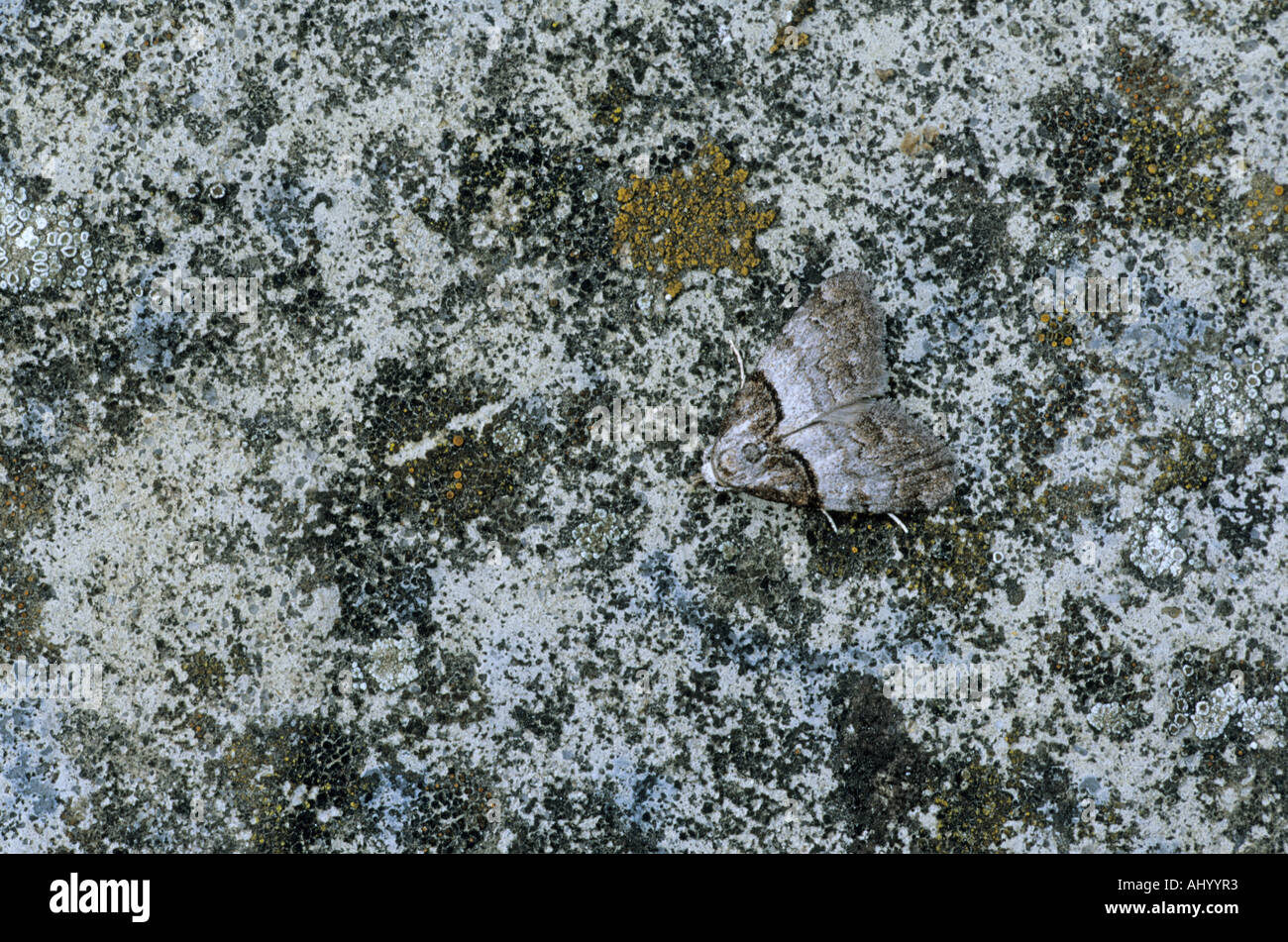 Breve ammantata Moth Nola cucullatella Essex REGNO UNITO AL000262 Foto Stock