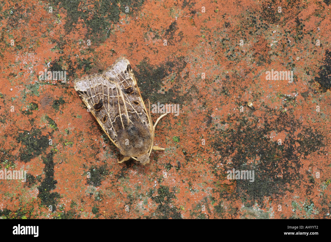 Lunar Underwing Moth Omphaloscelis lunosa Essex REGNO UNITO AL000270 Foto Stock