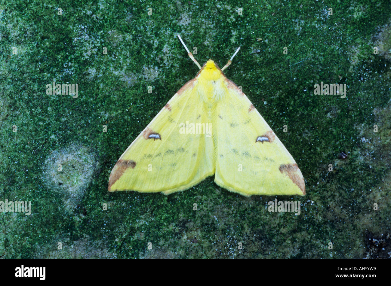 Brimstone Moth Opisthograptis luteolata Essex REGNO UNITO AL000277 Foto Stock