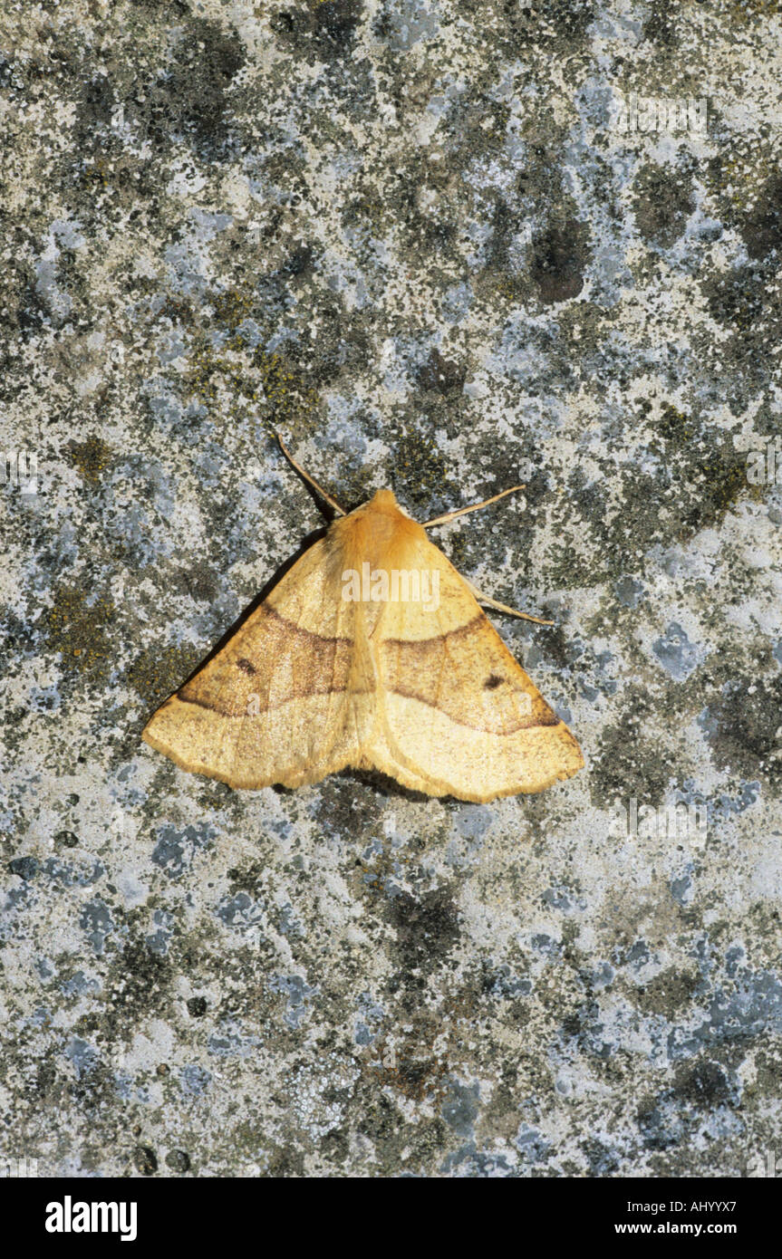 Festone Oak Moth Crocallis elinguaria Essex REGNO UNITO AL000281 Foto Stock