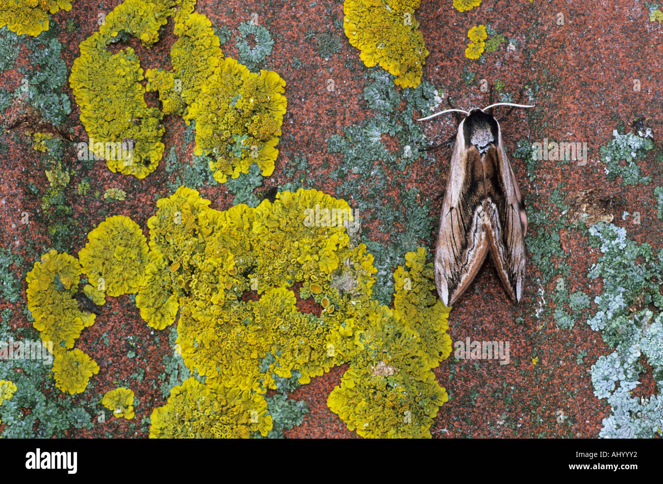 Ligustro Hawk Moth e licheni Sphinx ligustri Essex REGNO UNITO AL000283 Foto Stock