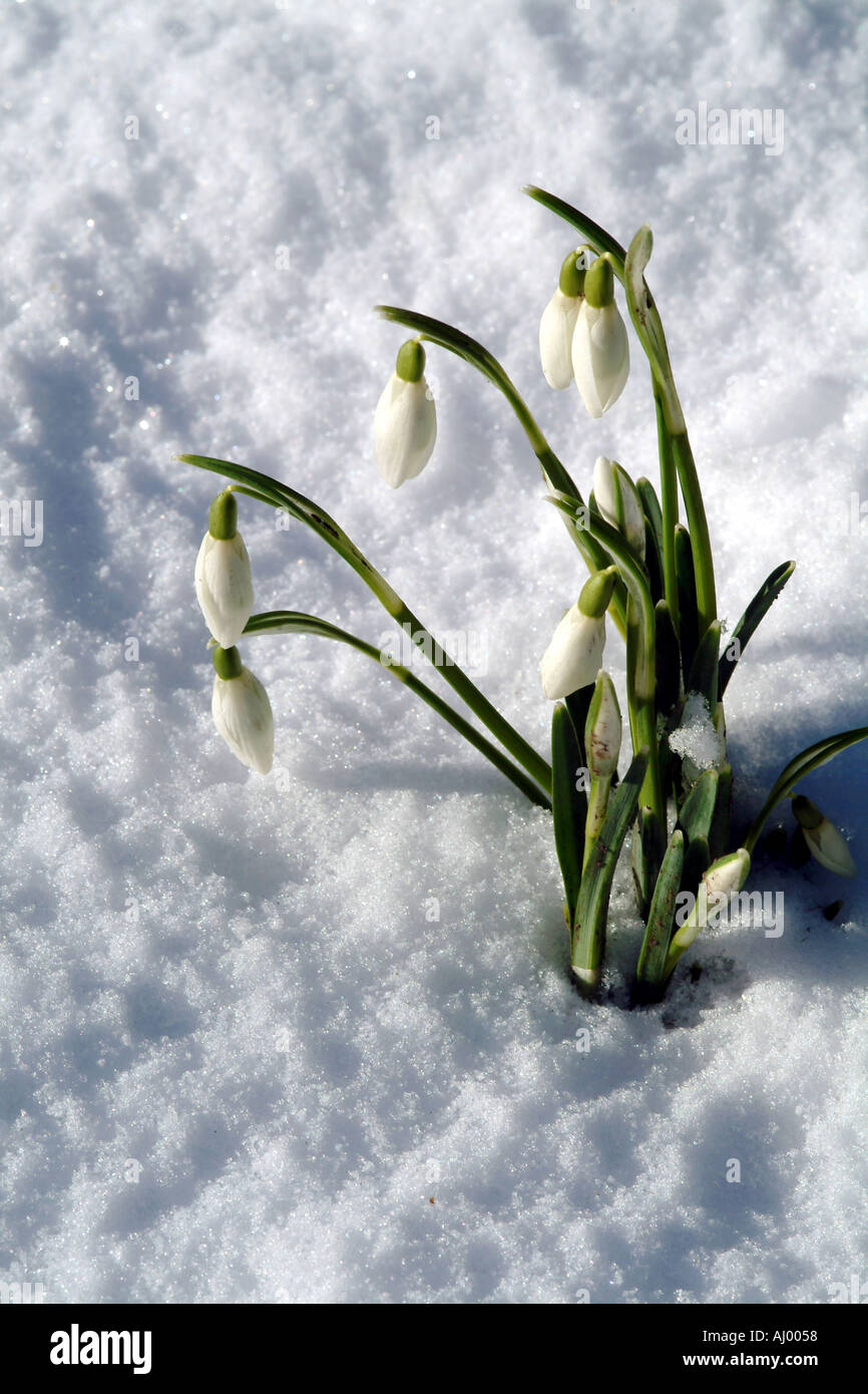 Fioritura Snowdrops nella neve Galanthus nivalis Common Snowdrop SUD DEL REGNO UNITO Inghilterra White forma a campana Foto Stock