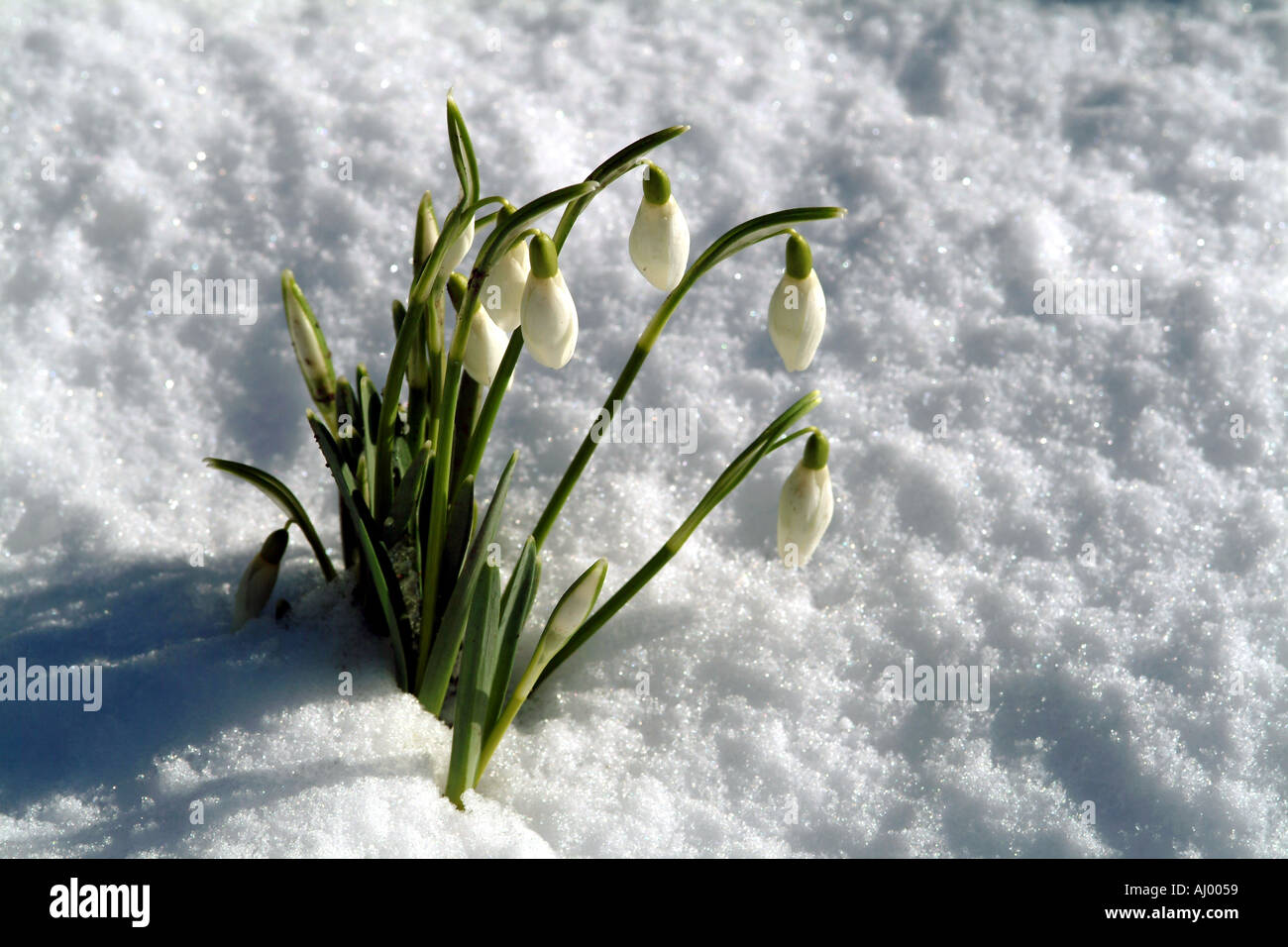 Fioritura Snowdrops nella neve Galanthus nivalis Common Snowdrop SUD DEL REGNO UNITO Inghilterra White forma a campana Foto Stock