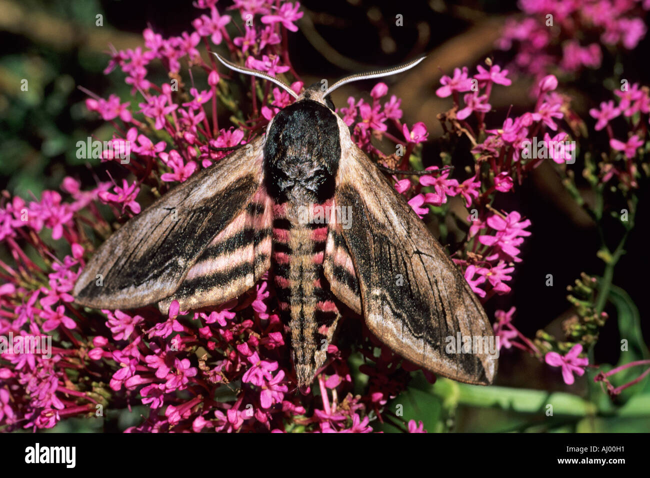 Ligustro Hawk Moth sul fiore di valeriana Sphinx ligustri Essex REGNO UNITO AL000294 Foto Stock