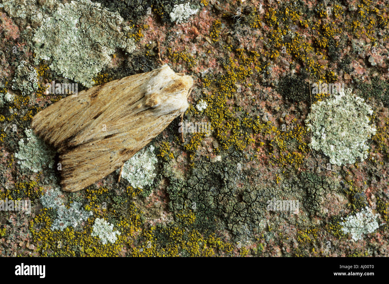 Luce arcate Moth Apamea lithoxylae Essex REGNO UNITO AL000333 Foto Stock