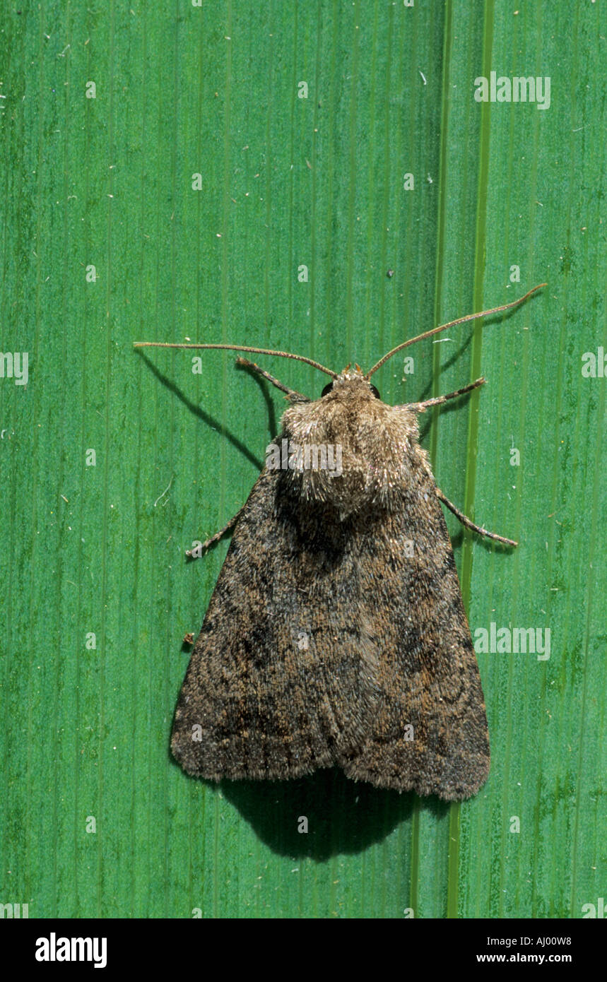 Il Rustico a chiazze Moth Caradrina morpheus Essex REGNO UNITO AL000339 Foto Stock