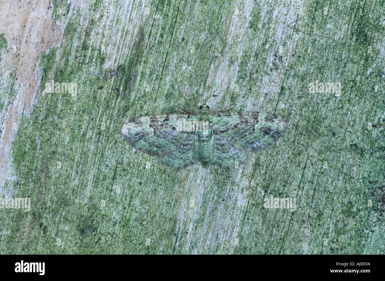 Green Pug Moth Chloroclystis rectangulata Essex REGNO UNITO AL000351 Foto Stock