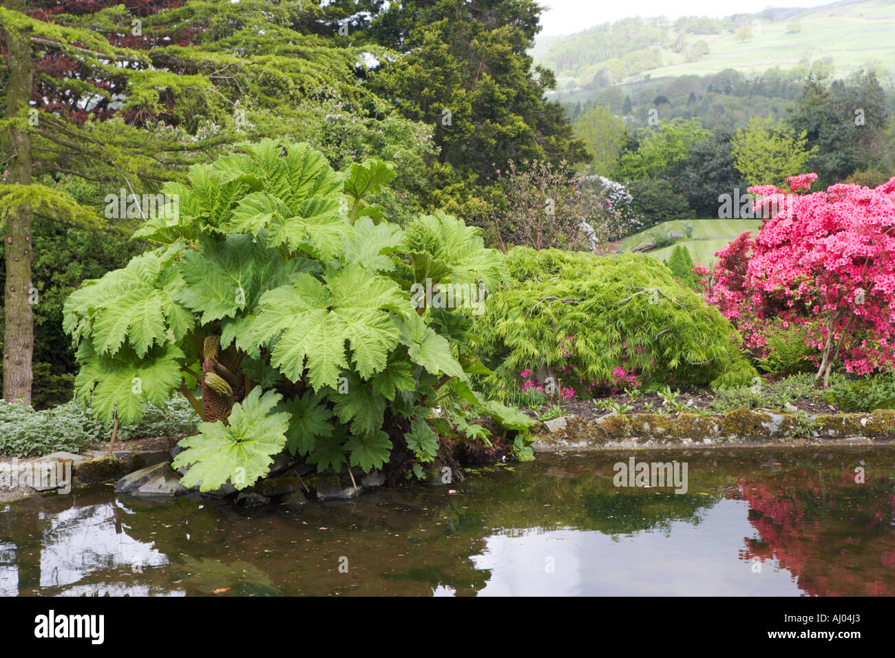 Giardino Holehird waterside piante tra cui Gunnera manicata crescente di fianco ad un ampio laghetto in giardino Foto Stock