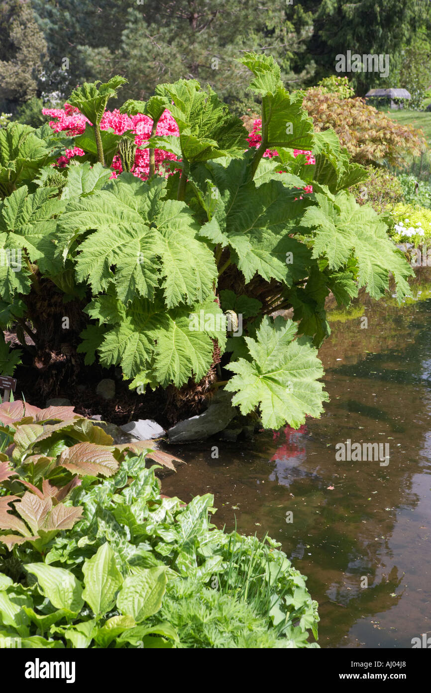 Giardino Holehird Windermere waterside piante tra cui Gunnera manicata crescente di fianco ad un ampio laghetto in giardino Foto Stock