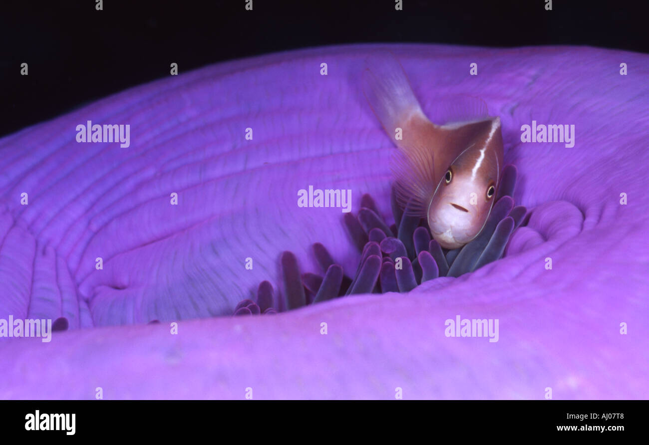 Una rosa di pesce di anemone (Amphiprion perideraion) fra i tentacoli di un angolino magnifica anemone marittimo (Heteractis magnifica) Foto Stock