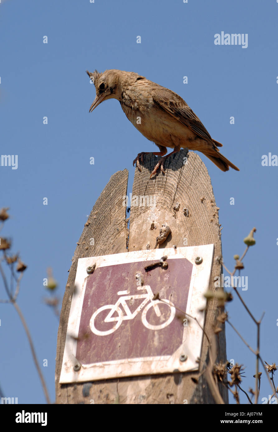 Crested Lark appollaiato su ciclabile segno nella regione Catalana di Spagna Foto Stock