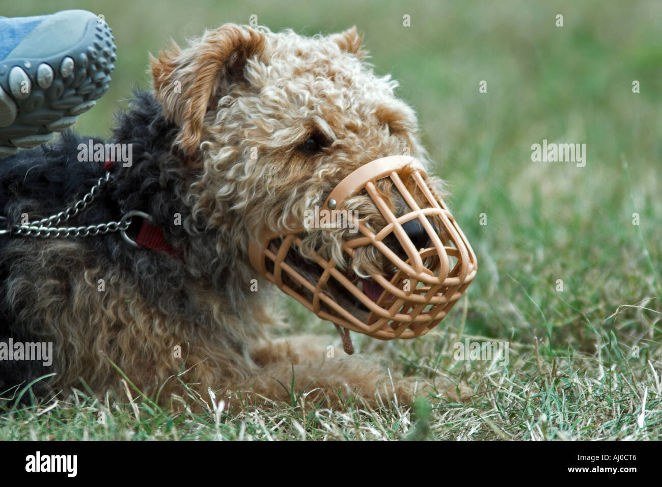 Terrier cane indossando la museruola. Somerset. Inghilterra Foto Stock