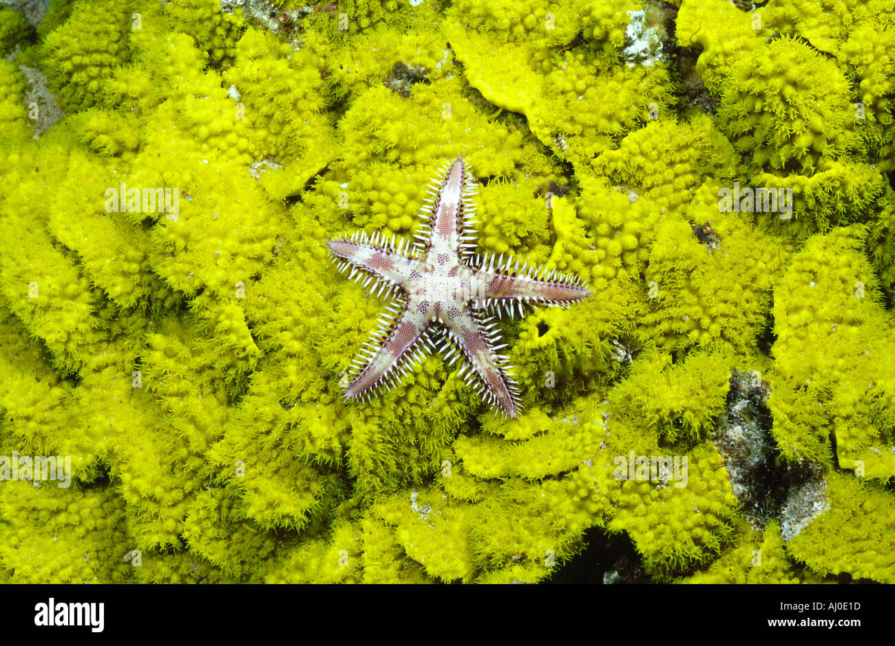 Starfish nel selvaggio. Foto Stock