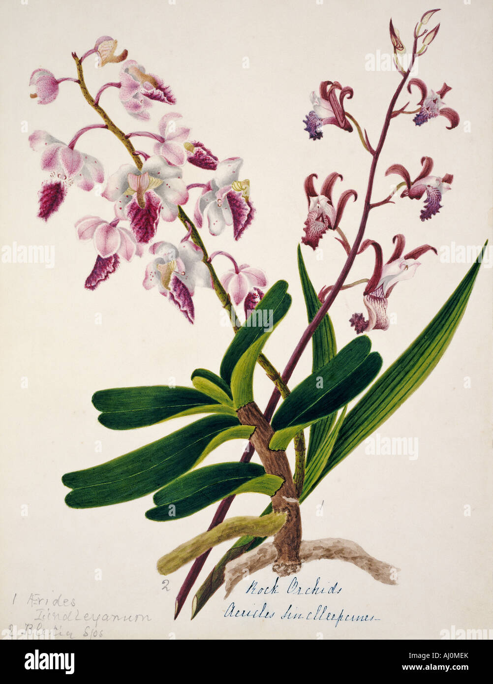 Aerides iindleyanum rock orchid Foto Stock