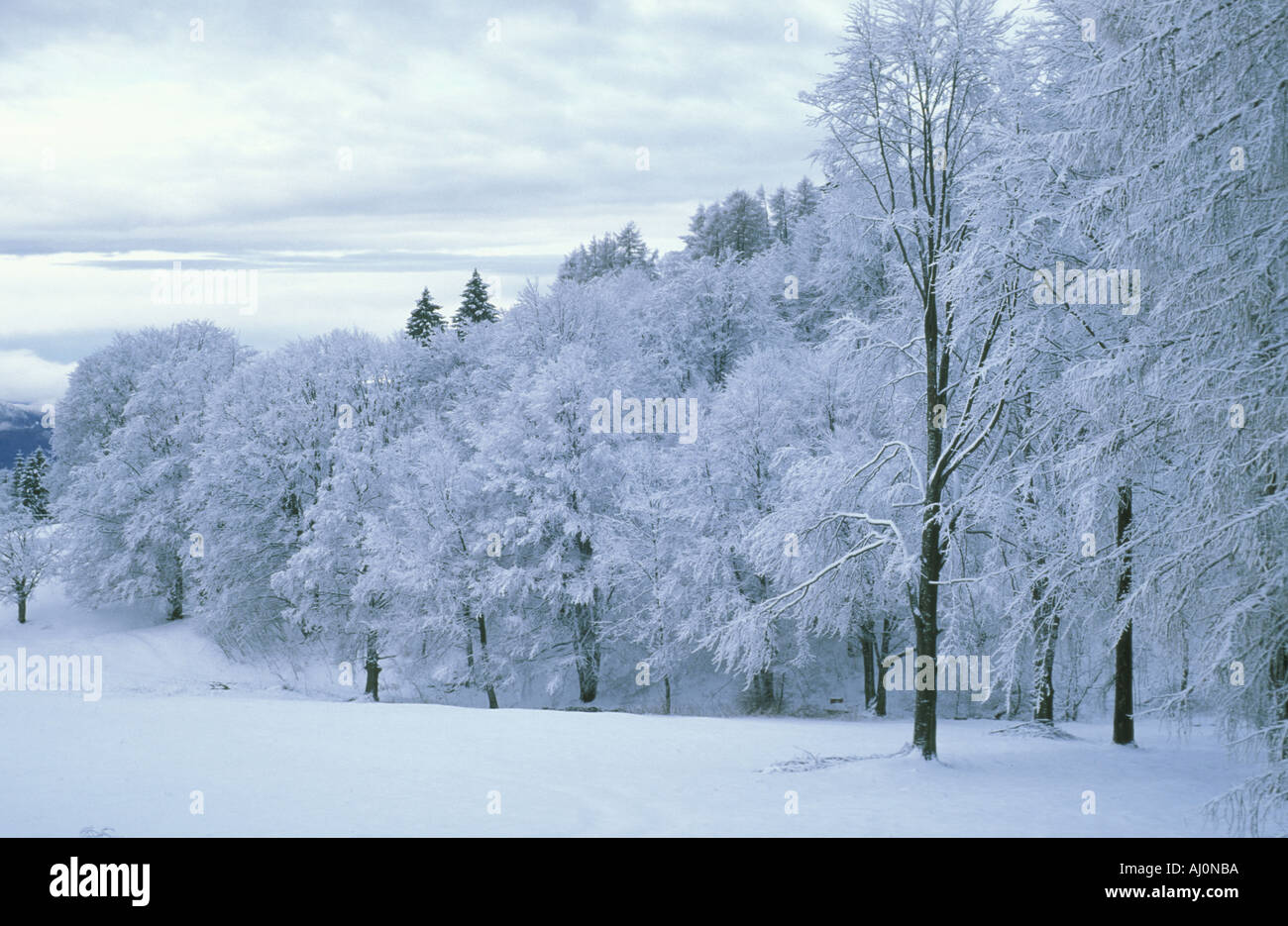 Beeches legno Prealpi Lombarde Italia Foto Stock