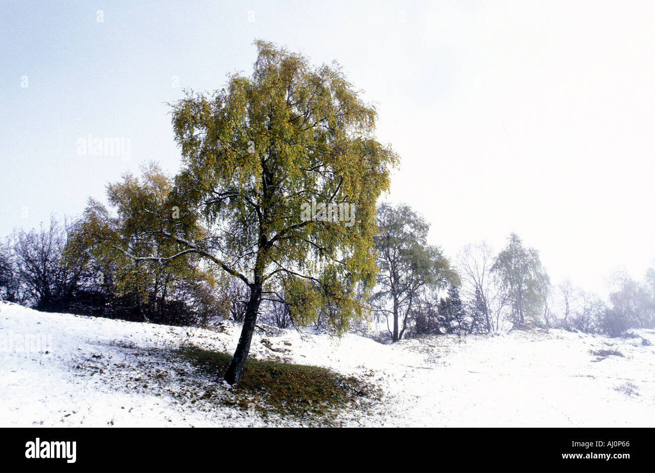 La betulla e neve Prealpi Lombarde Italia Foto Stock