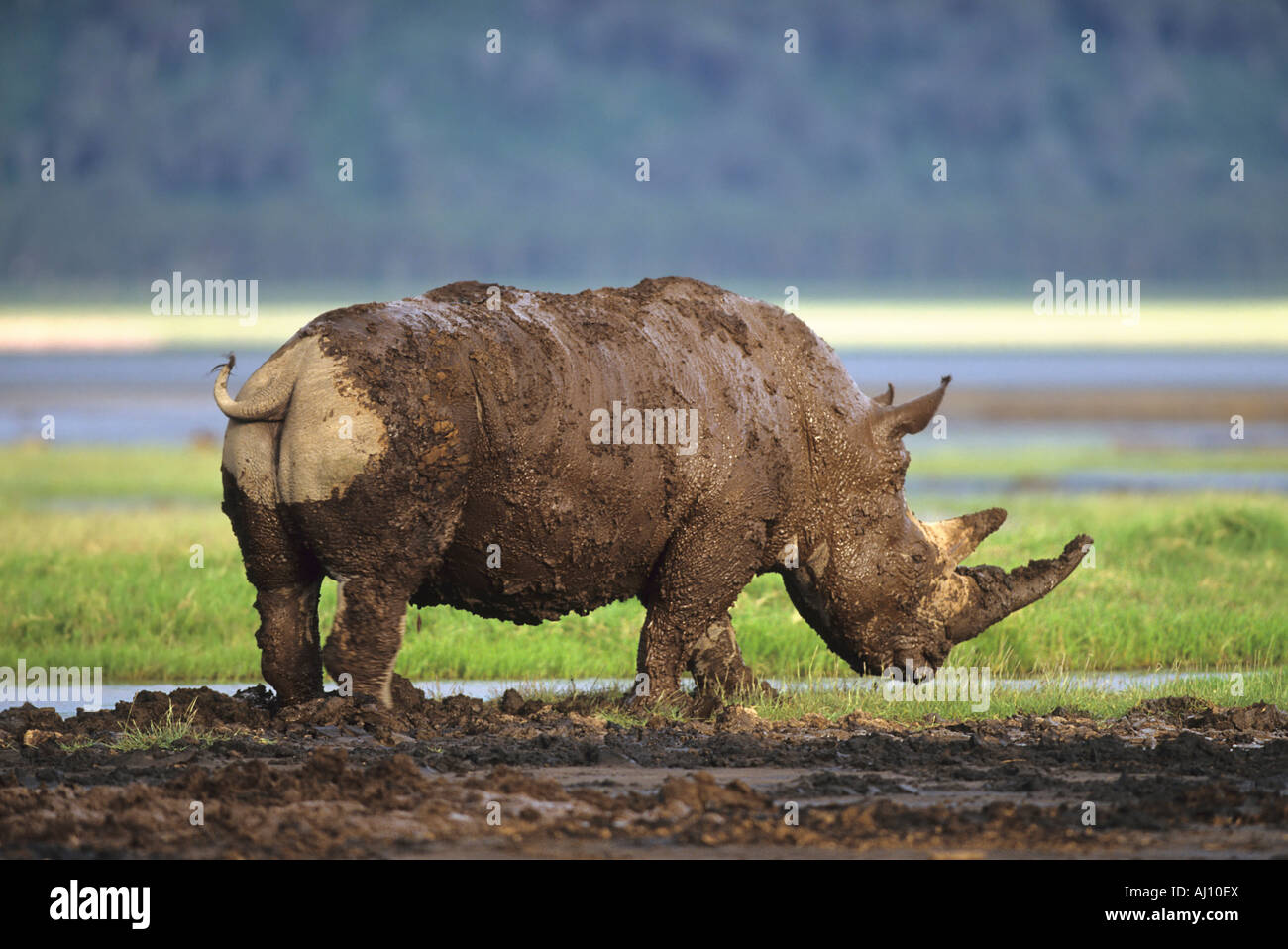 Breitmaulnashorn Weisses Nashorn rinoceronte bianco fangoso Ceratotherium simum Lake Nakuru Kenia Afrika Foto Stock