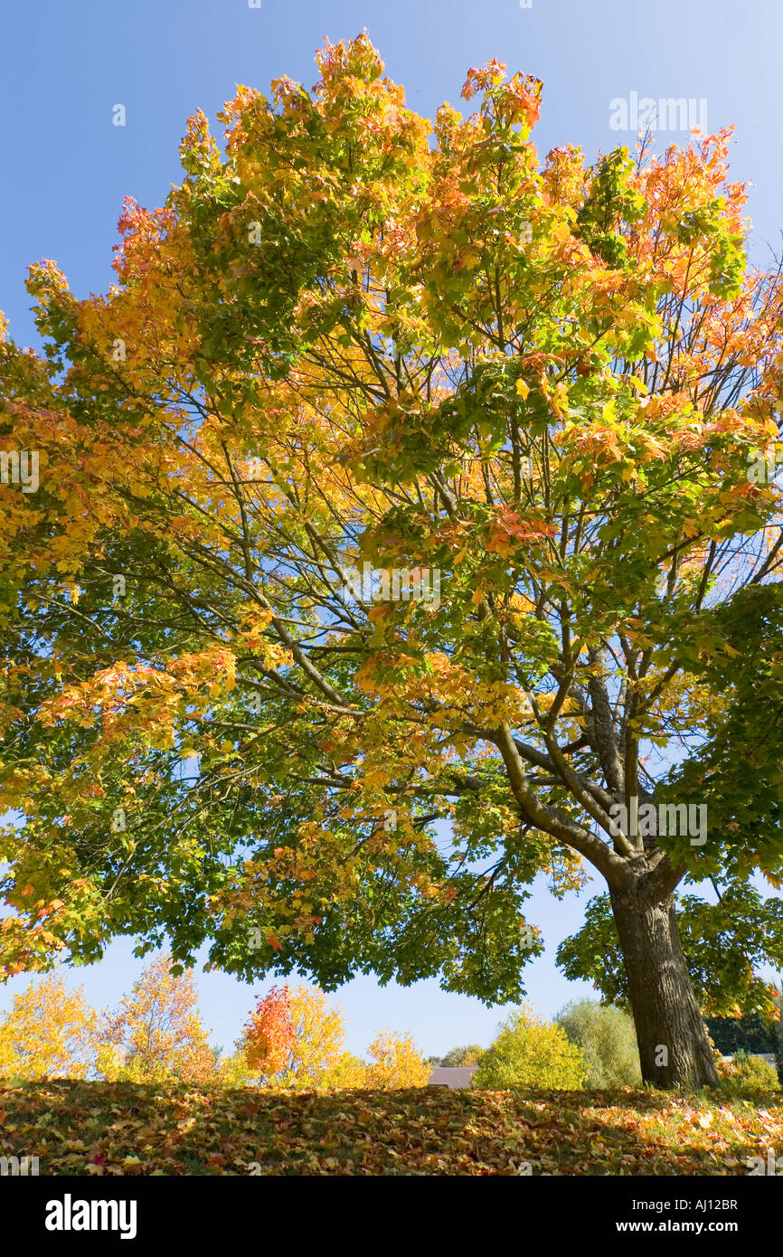 Acero in autunno contro il cielo blu chiaro Foto Stock