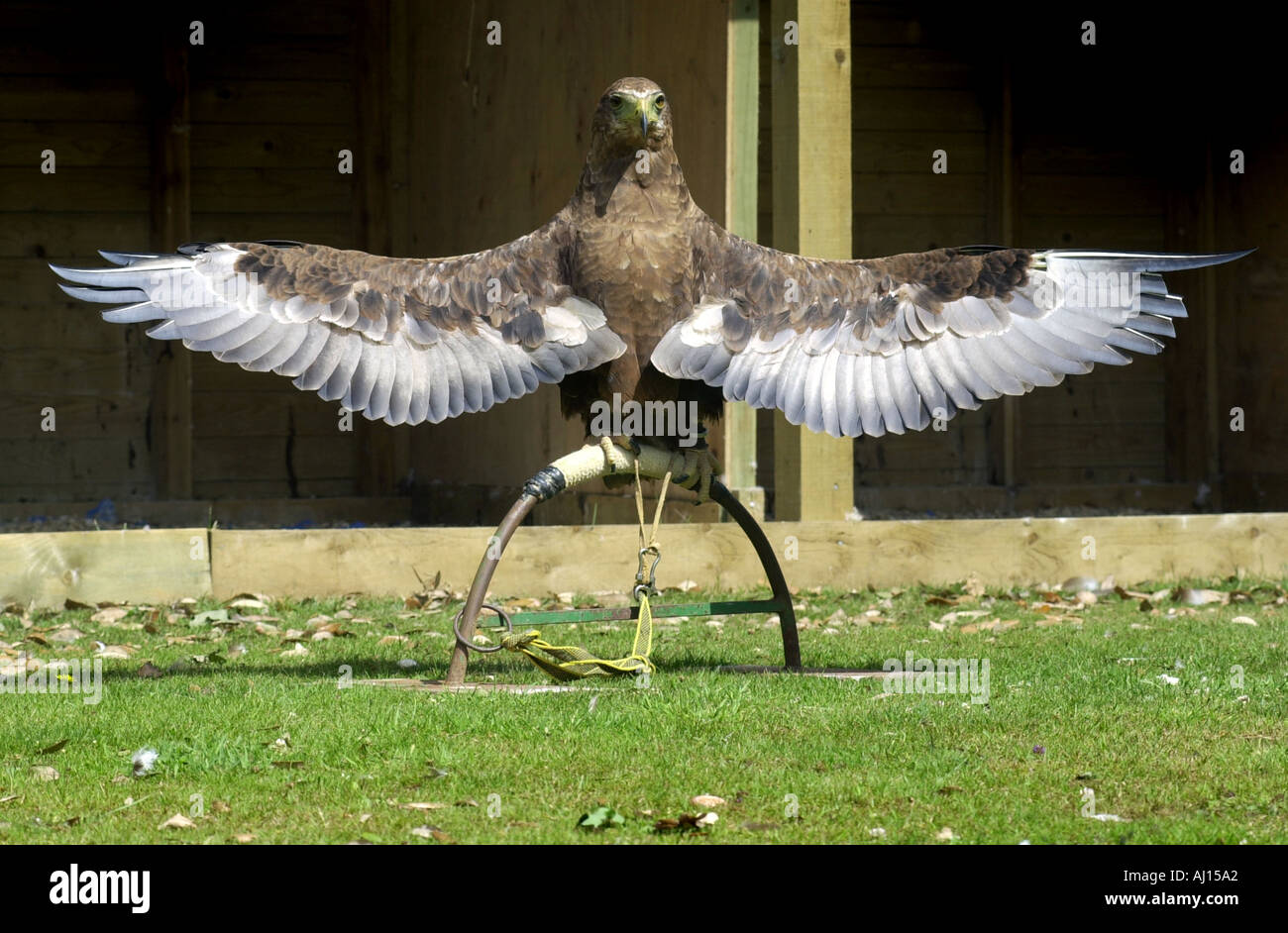 Eagle in inglese Falconry Centre Foto Stock
