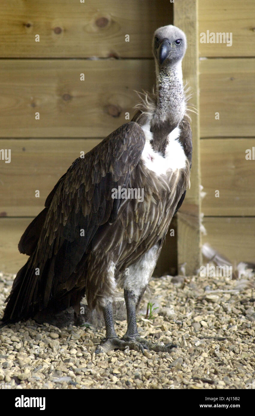 Avvoltoio all'inglese Falconry Centre Foto Stock