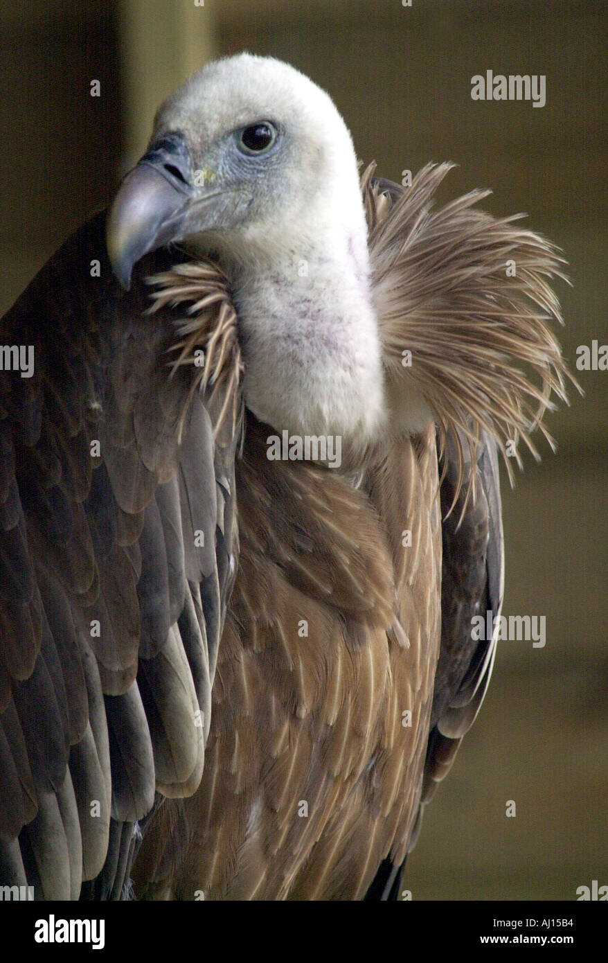 Avvoltoio all'inglese Falconry Centre Foto Stock