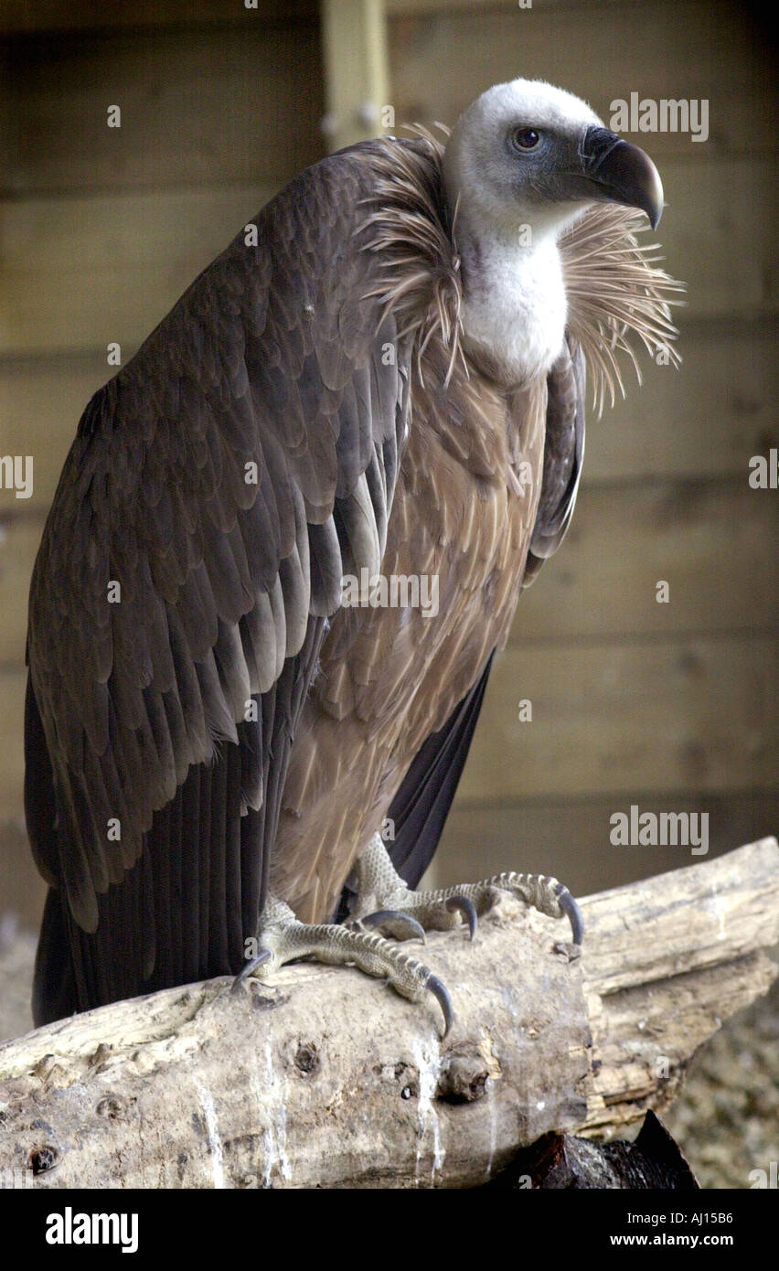 Avvoltoio all'inglese Falconry Centre Foto Stock