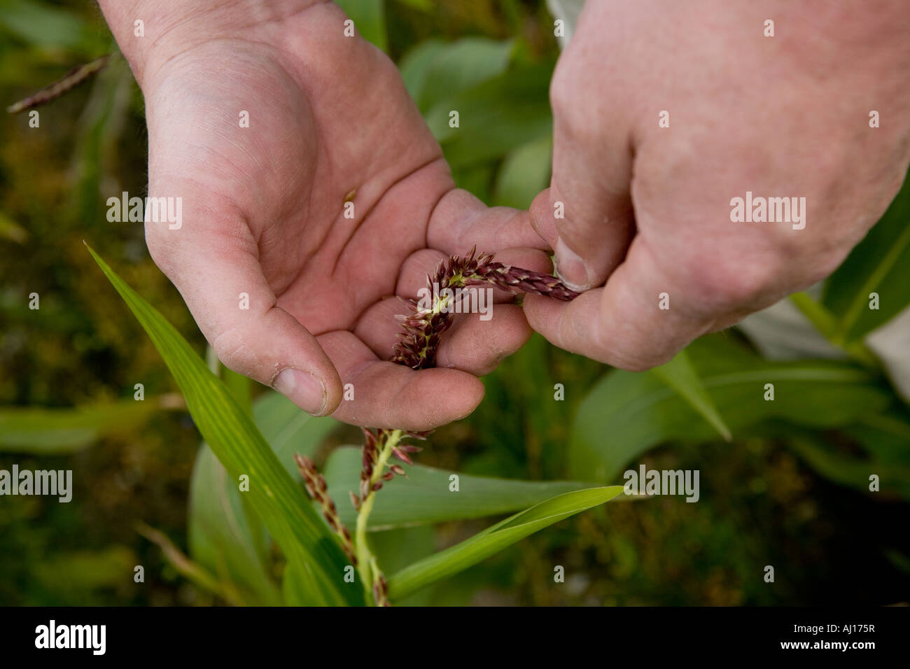 Agriturismo il Contadino le mani vicino il raccolto di avena tenere cura Foto Stock