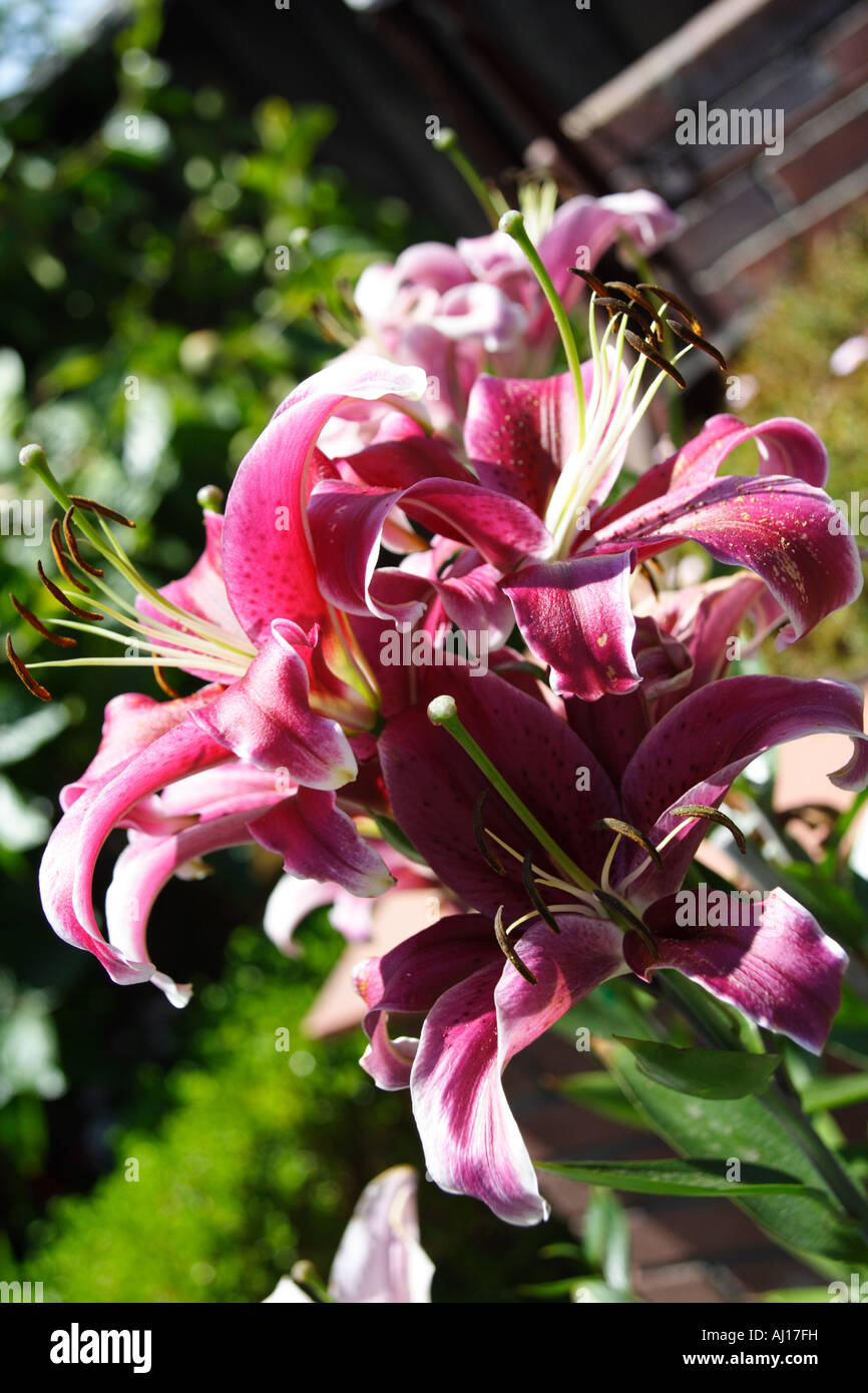 Foto di rosa e viola orchidee (fiore) Foto Stock