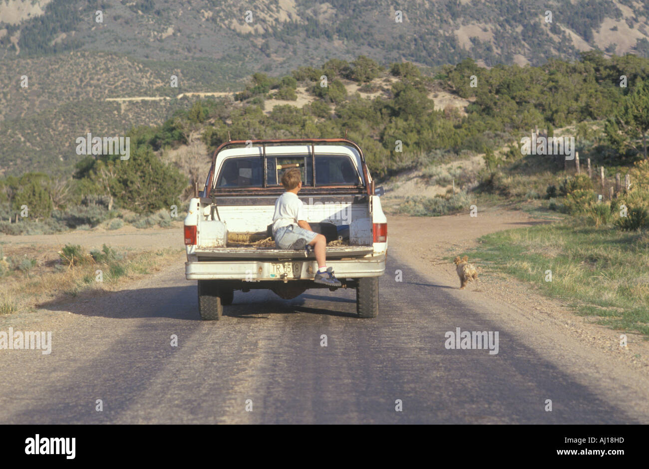 Un ragazzo nel retro di un camioncino a caccia di un cane nel deserto NM Foto Stock