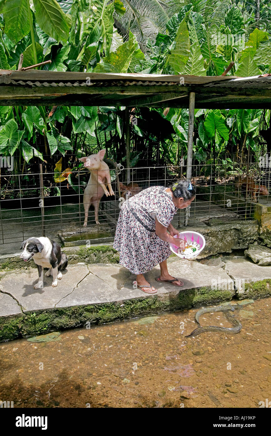 Kosrae donna indigena alimenta le anguille in un canale alla sua fattoria di anguilla mentre la famiglia di maiale e cane guarda su Foto Stock