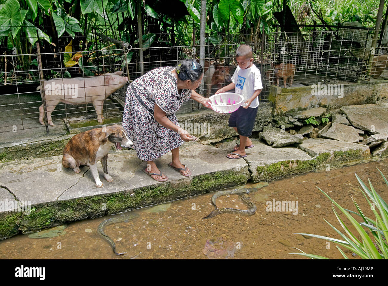 Kosrae donna indigena alimenta le anguille in un canale alla sua fattoria di anguilla mentre suo figlio lungo con la famiglia di maiale e cane guarda su Foto Stock