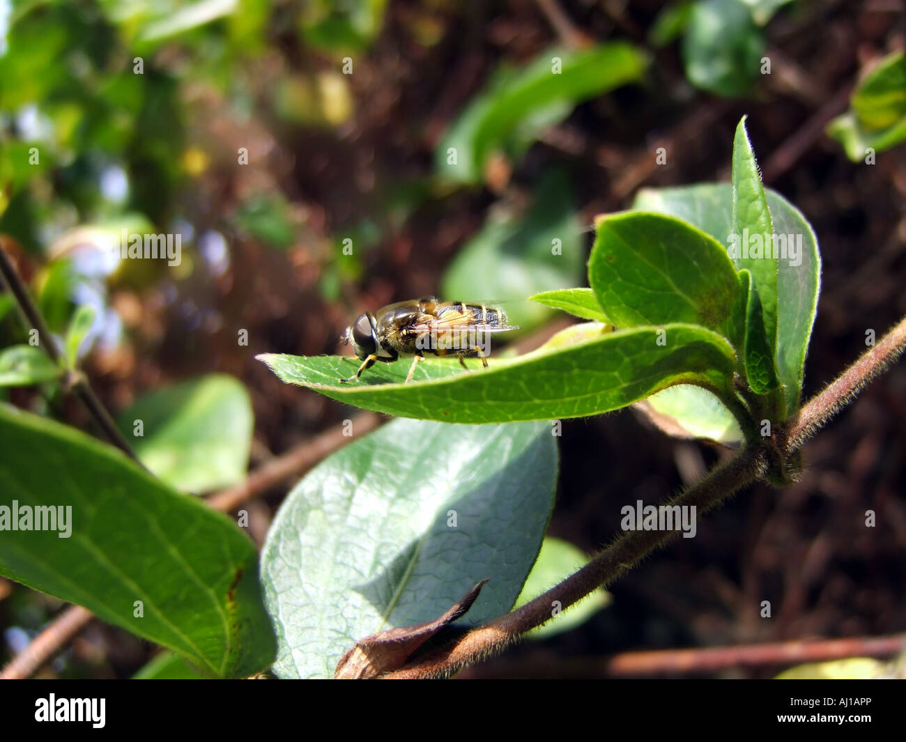 Mosca di librazione Foto Stock