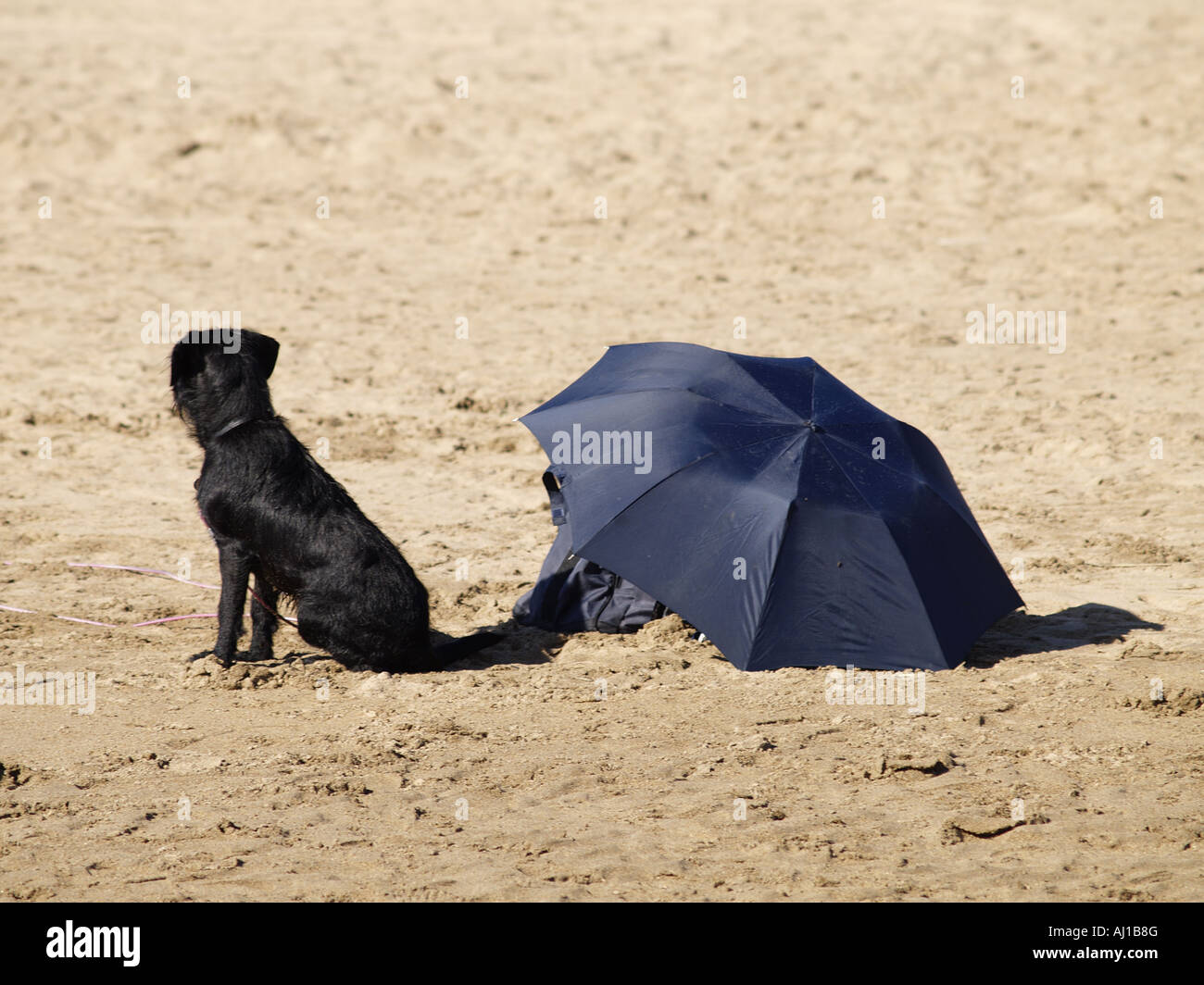 Piccolo cane nero, legata ad un ombrello nero per ombra, su di una spiaggia di sabbia Foto Stock