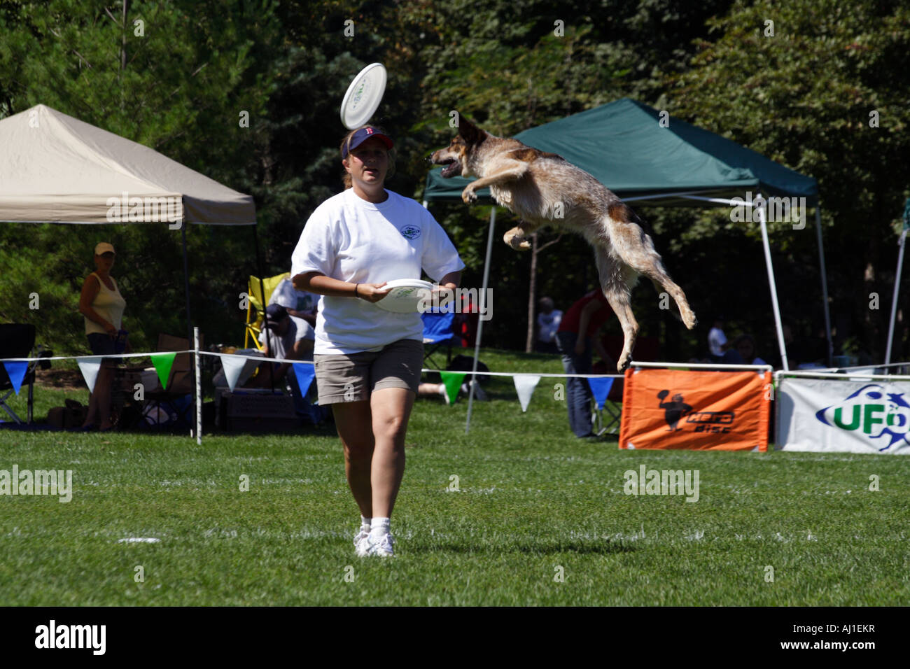Il cane è di eseguire trucchi durante la cattura di Frisbee in aria, con il trainer. Foto Stock