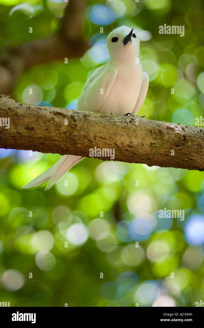 Fairy Tern gygis alba sul ramo di albero dell'isola di Cousin seychelles Foto Stock