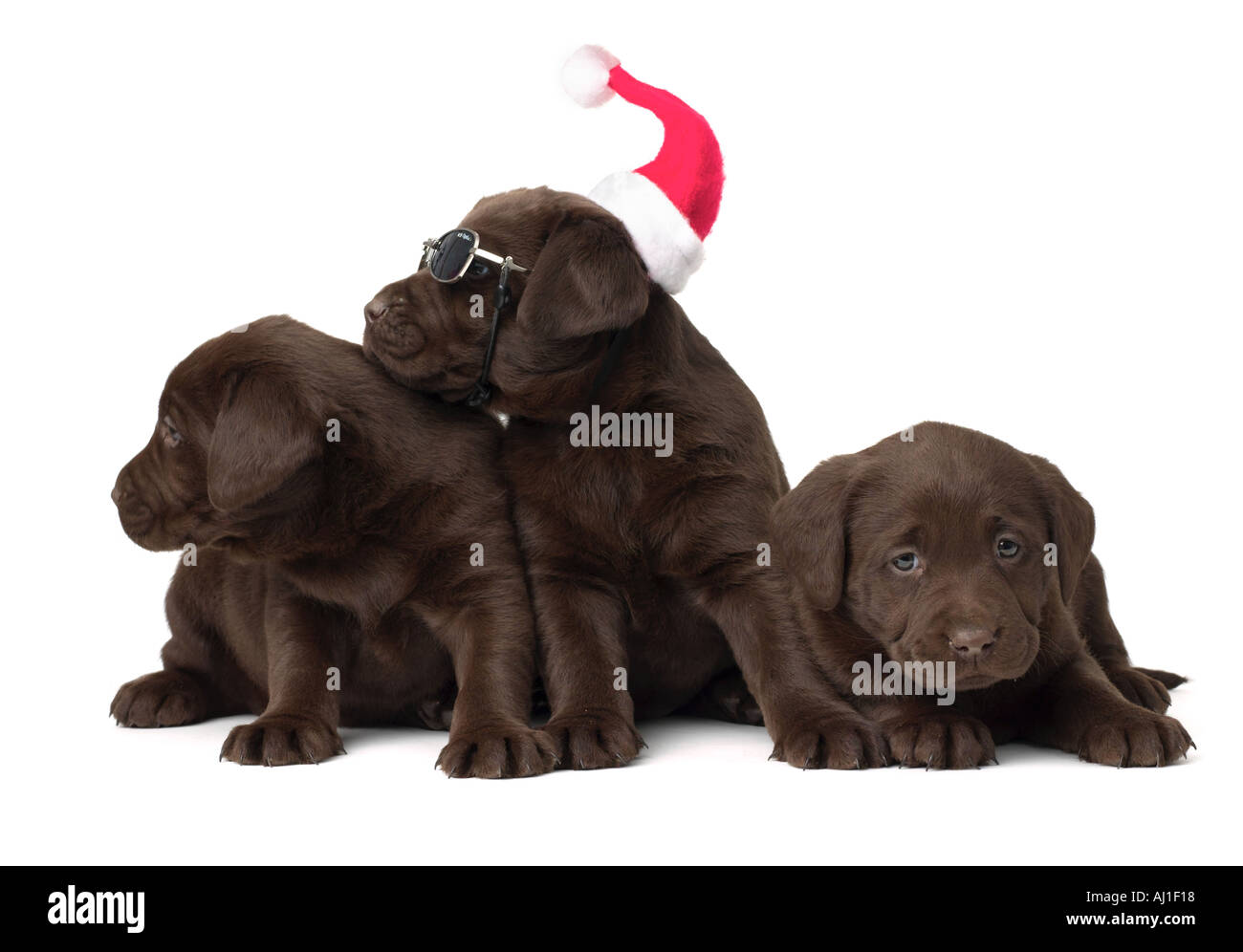 Il laboratorio del cioccolato cuccioli di Natale Foto Stock