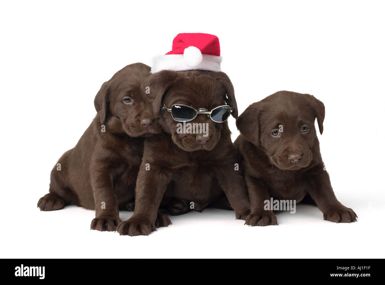 Il laboratorio del cioccolato cuccioli di Natale Foto Stock