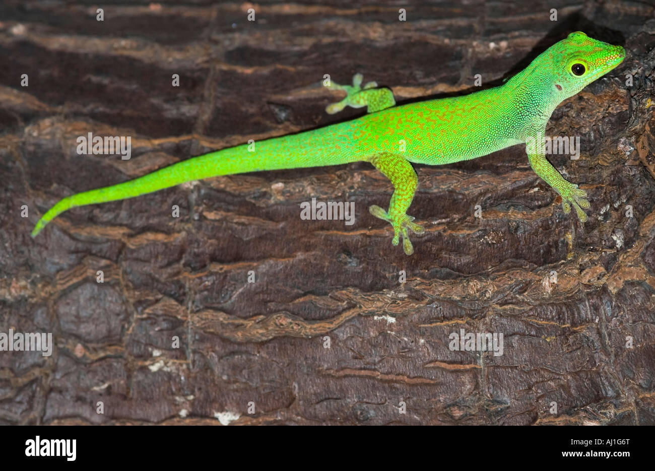 Astriata Phelsuma astriata Foto Stock