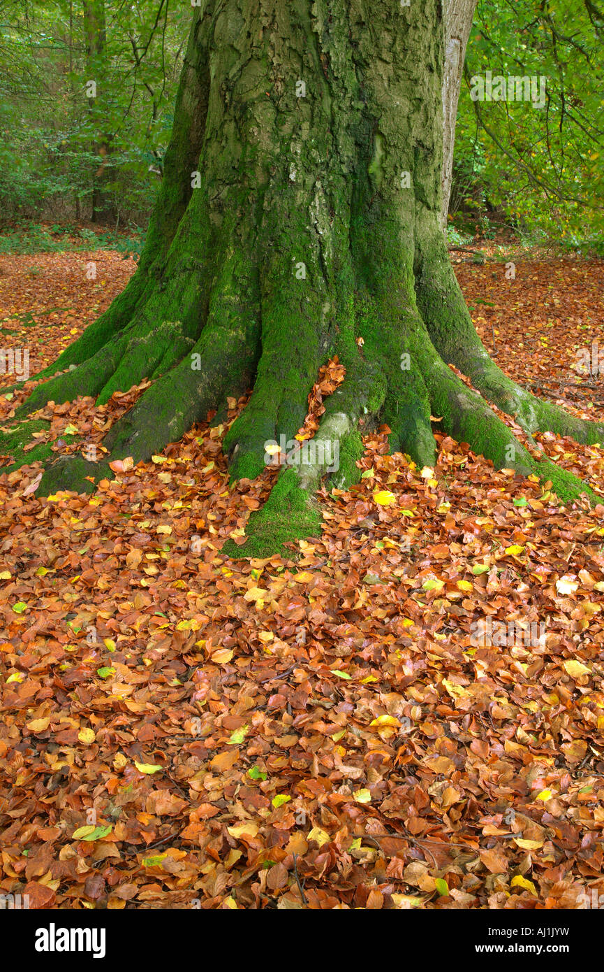 Moss coperto il tronco di un vecchio faggio e caduta foglie durante la stagione autunnale Foto Stock