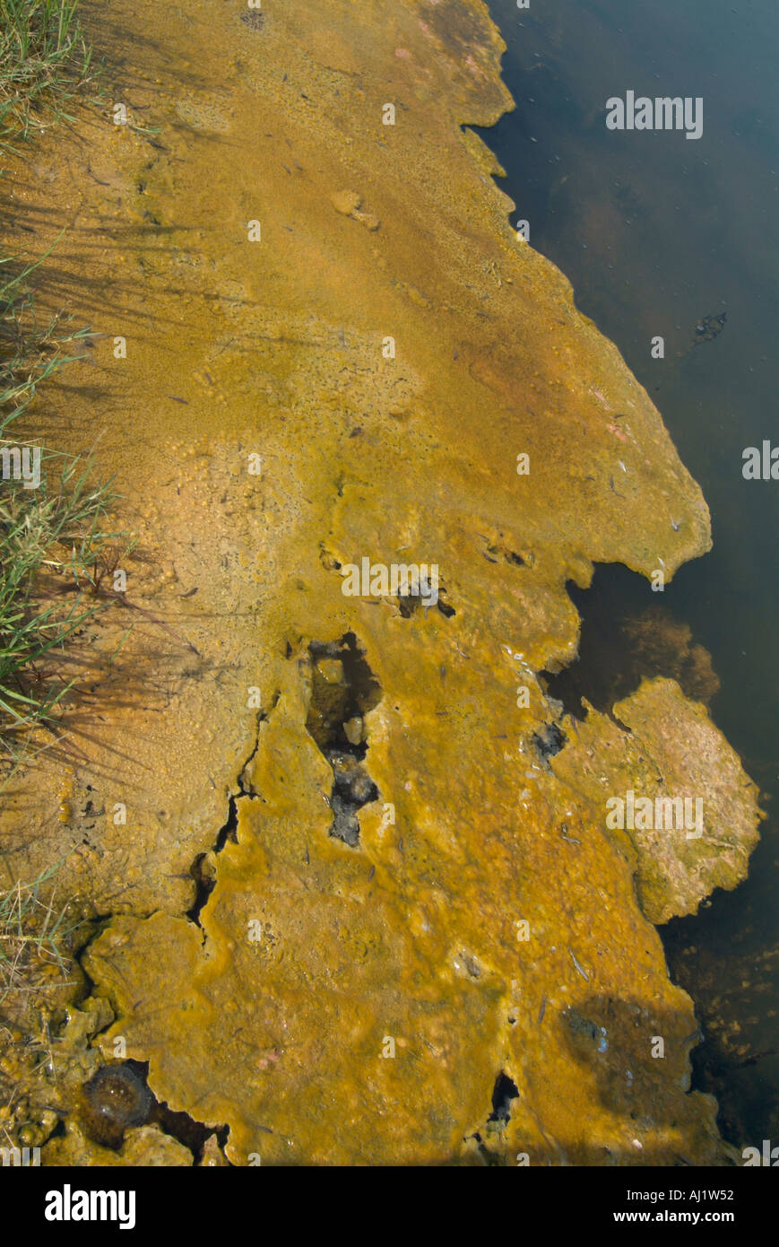 Close up pool di acque salmastre calda acqua vulcanica con una pelle di superficie feccia di alghe Foto Stock