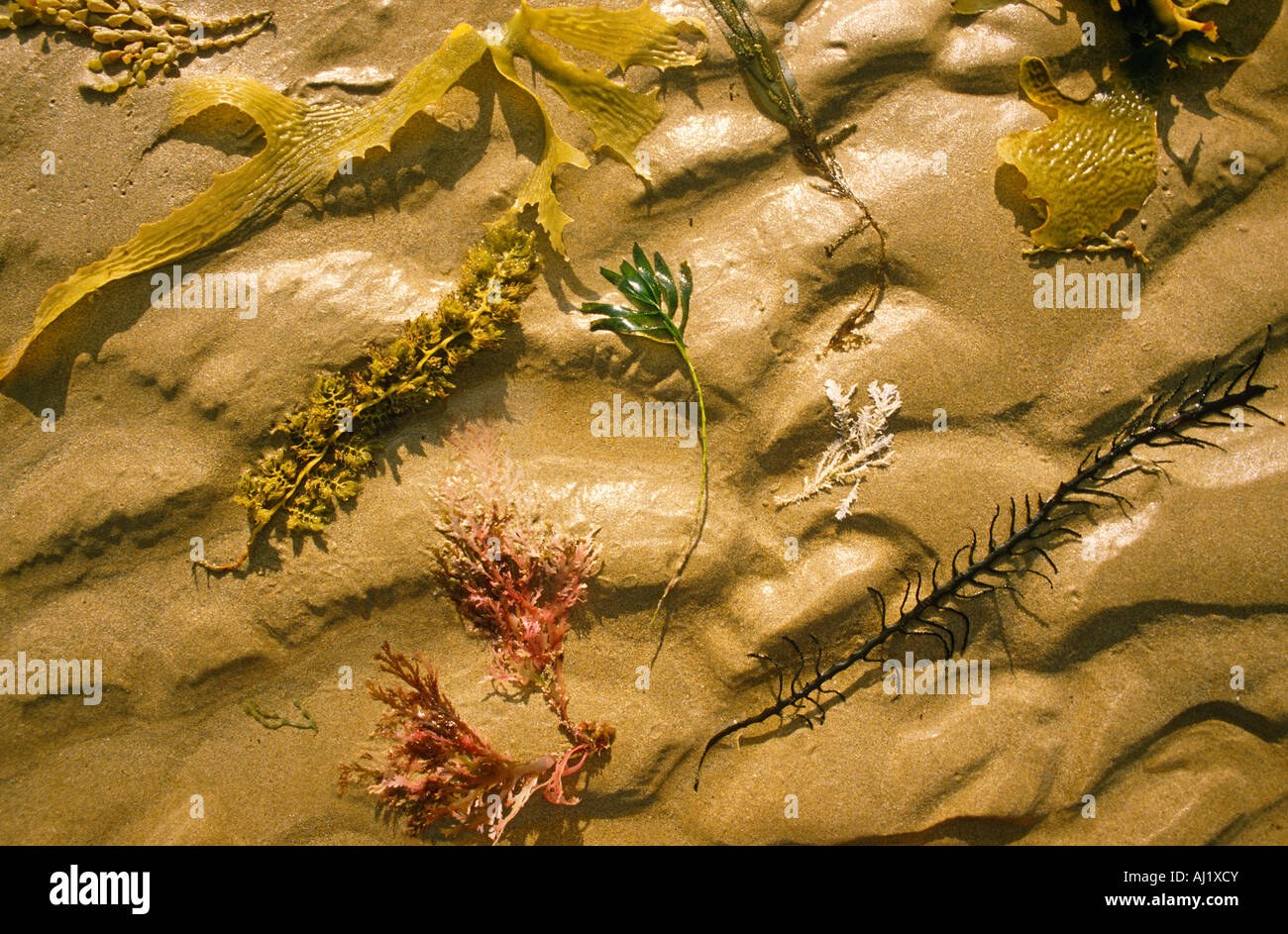 Diverse alghe colorate su una spiaggia Foto Stock