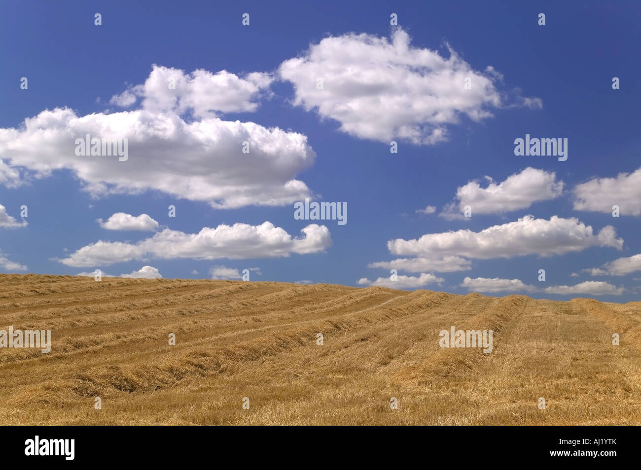 Campo d'oro di fieno tagliato contro un bel blu cielo molto nuvoloso Foto Stock